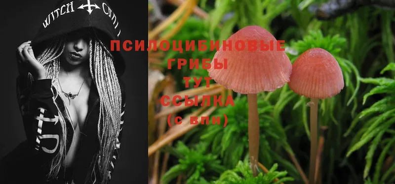 Галлюциногенные грибы Cubensis  Гдов 